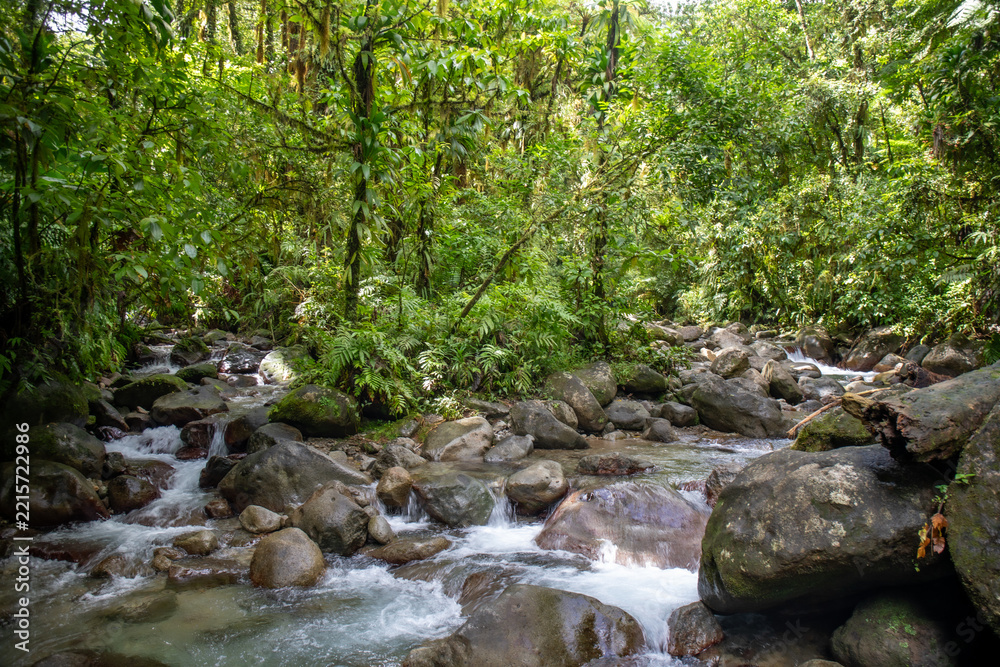 Fototapeta premium Alma River, Martinique. Lush Rainforest Cascade