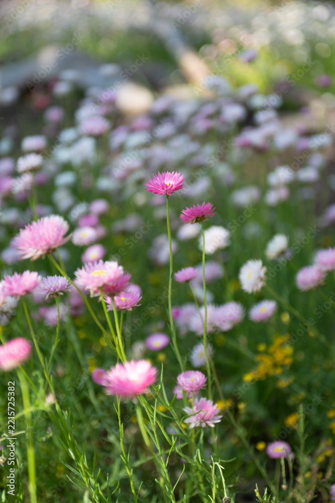 Fototapeta premium Everlasting flowers swaying in the wind Kings Park Perth botanic gardens spring