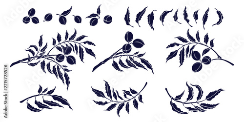 Botanical pecan branch vector collection with detailed nuts in shell. Vector vintage illustration featuring foliage and leaves. Ideal for organic farm branding print or agricultural food design