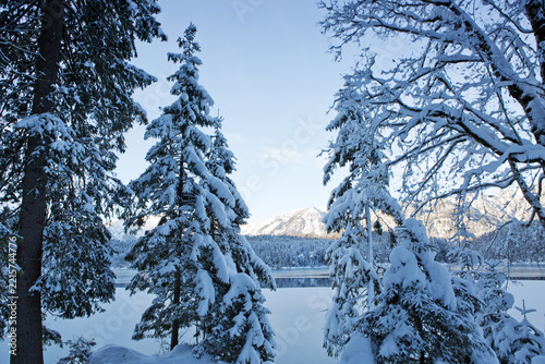 Frozen fir trees after a snowfall on a cold winter day in the Alps.