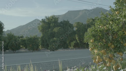 Quiet paved road through green countryside with trees and mountains behind