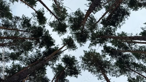 Camera looks upward at tall pine trees in a Siberian forest in Russia. Dense conifer canopy represents wilderness, nature and forest ecosystem