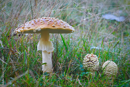 Amanita regalis