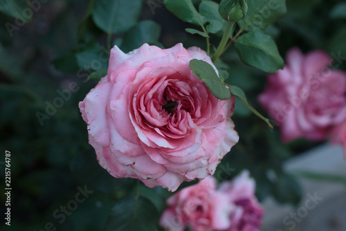 Full Bloom Pink Rose Flower with Dense Petals in Garden Close Up