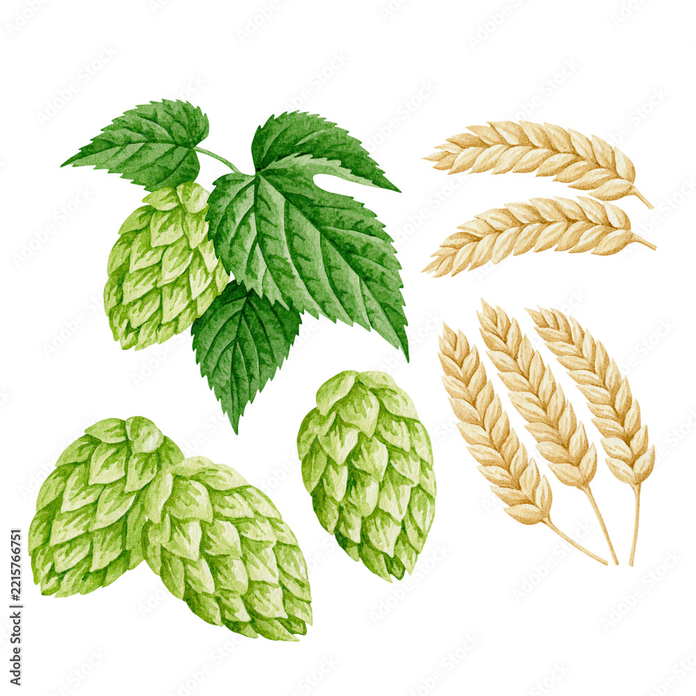Fototapeta premium Watercolor hops cones with green leaves and golden barley ears isolated on transparent background PNG element