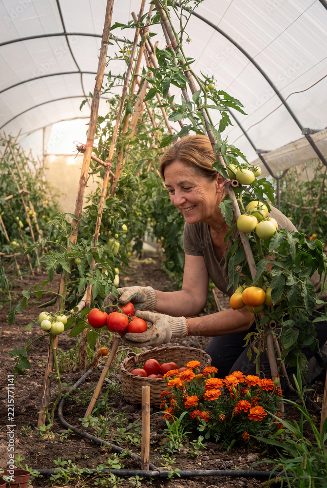 Fototapeta premium Smiling mature woman harvesting ripe red tomatoes inside a greenhouse into a wicker basket, authentic portrait of sustainable organic gardening, local farming, agriculture and healthy lifestyle.