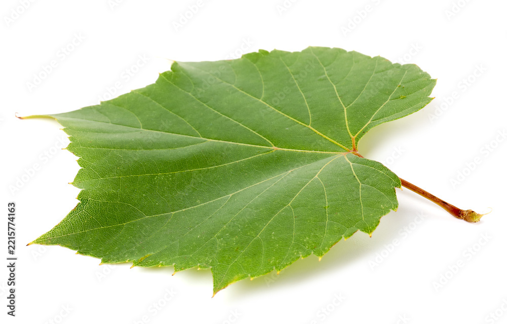 Fototapeta premium Fresh green grape leaf isolated on white