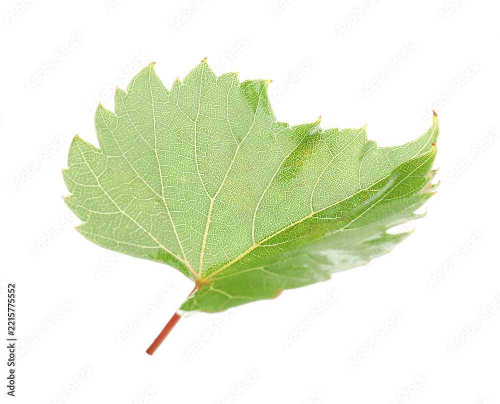 Fototapeta premium Fresh green grape leaf isolated on white