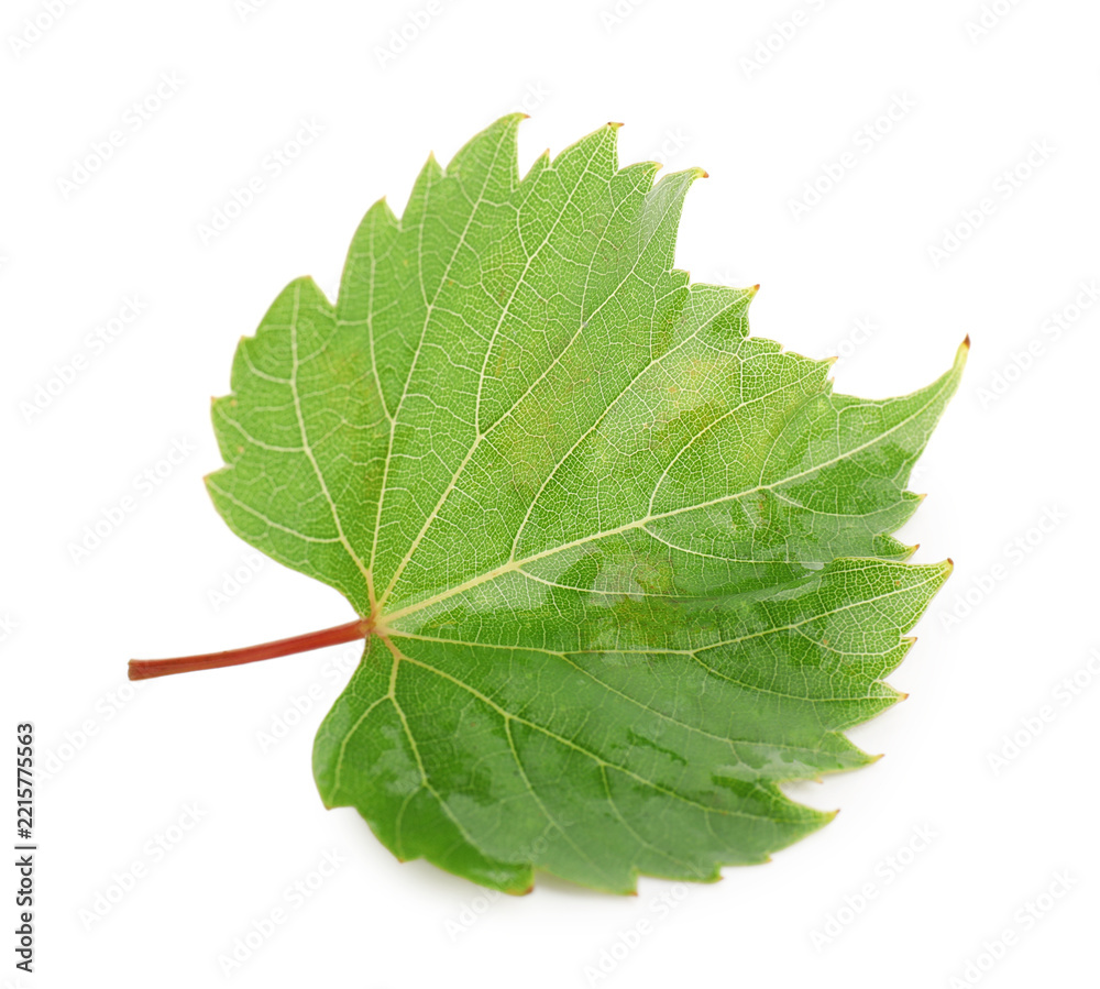 Fototapeta premium Fresh green grape leaf isolated on white
