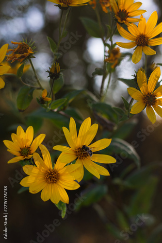 Yellow wildflowers with a bee