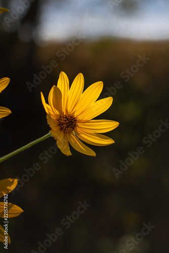 Helianthus tuberosus or wild sunflower in the autumn sun