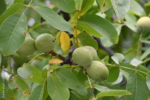 Green Walnut Fruits Growing on a Tree