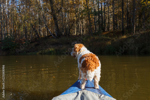 Back view of a terrier dog standing on a blue kayak bow on the water near a forested shore