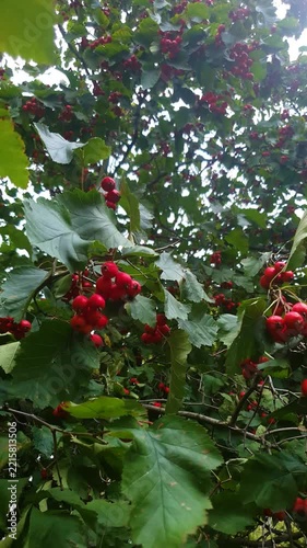 A ripe hawthorn berry on a branch vertical. Red berries, hawthorn berries, healthy, plant.