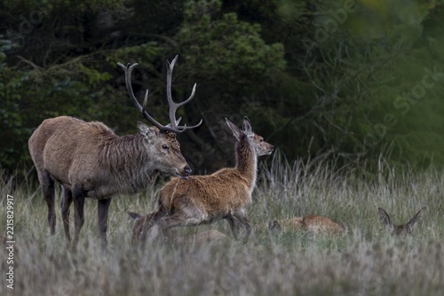 Red deer calves (Cervus elaphus) often react fearfully to the red deer's attempts to approach them, even though they are not the focus of attention, readiness to mate, rutting season, rutting stags, September, Denmark