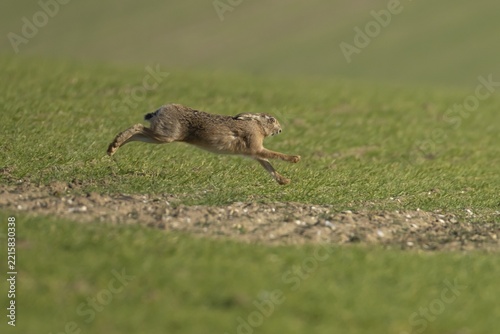 European brown hare (Lepus europaeus) adult animal running in a farmland cereal field, England, United Kingdom