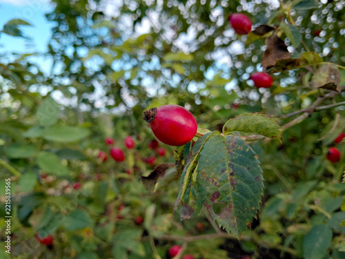 Close-up of Ripe Red Rose Hip Berry in a Wild Garden