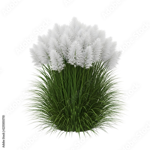 White fluffy potted plant with green foliage