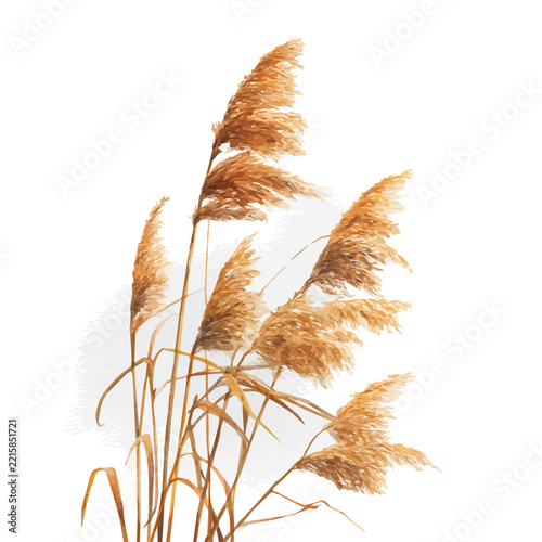 Reed, watercolor vector, isolated on a white background.