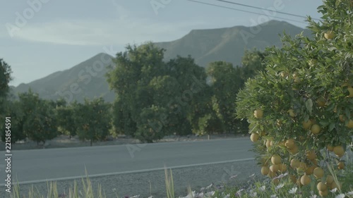 Close up of orange tree by road with orchard and mountains behind