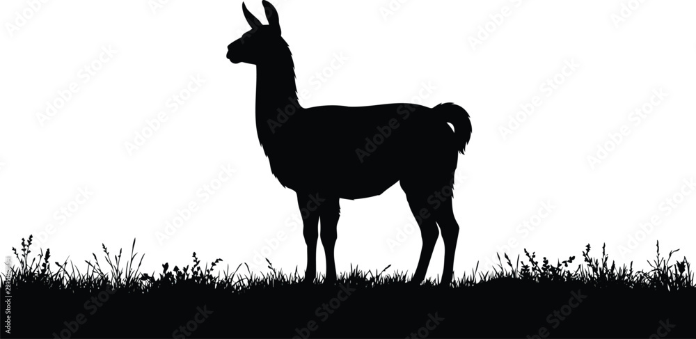 Fototapeta premium Black silhouette of a llama standing in a field of grass, isolated on a white background, farm animal for rural landscape