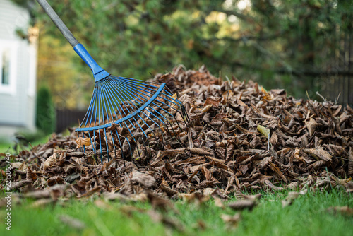 Blue rake lying across a large pile of dry fallen leaves on green grass in a residential garden, seasonal autumn cleanup and lawn care.