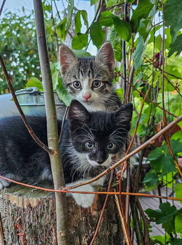Niedliche junge Katzenbabys erkunden neugierig einen grünen Garten