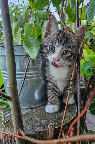Niedliche junge Katzenbabys erkunden neugierig einen grünen Garten