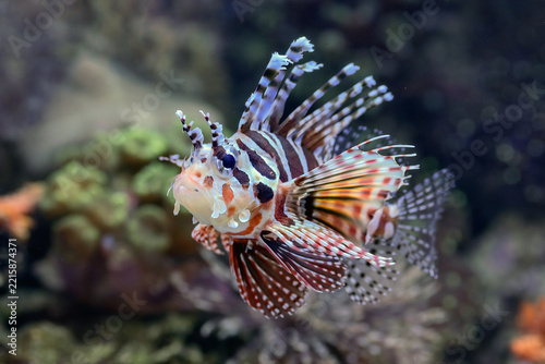 zebra lionfish (dendrochirus zebra) swimming near coral reef in aquarium