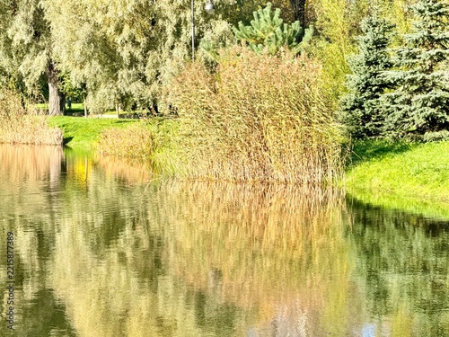 autumn trees reflection on the lake surface in the park, beautiful nature, colorful trees, peaceful lake view