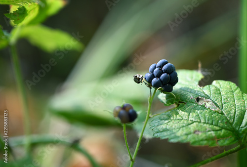 Rubus caesius European Dewberry Fruit Growing in Woodland