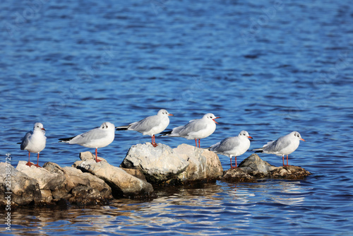 Seagull sitting on a rock