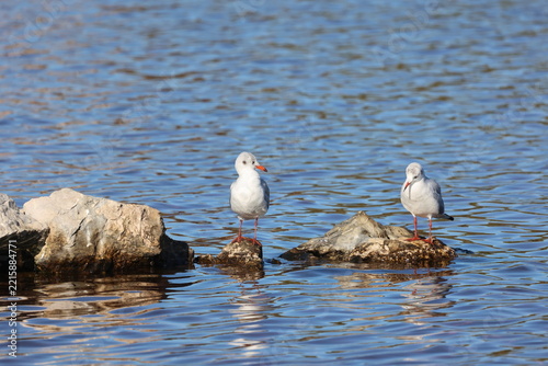 Seagull sitting on a rock