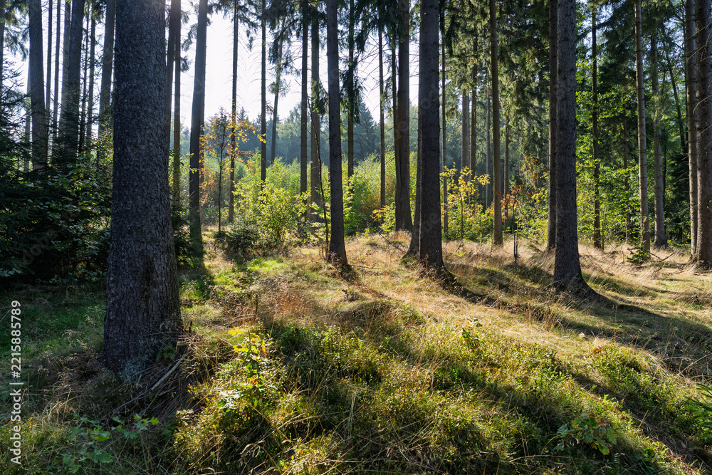 Fototapeta premium Sunlight filtering through tall trees in a beautiful autumn pine forest with shadows on the grass.