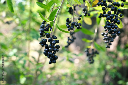 Ligustrum vulgare Common Privet with Clusters of Ripe Black Berries