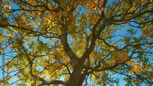 Golden crowns in autumn woodland background. Upward shot of vibrant yellow fall tree leaves