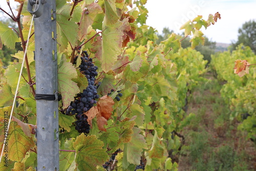 Grapes are ripening in the vineyard