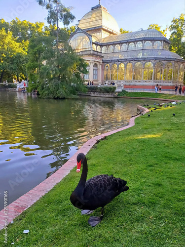 Madrid Retiro Park with Black Swan and Palacio de Cristal