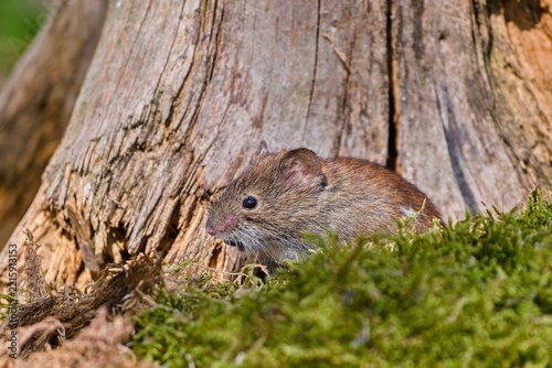 A cute bank vole in the nature habitat. Wildlife scene with a small mouse. Clethrionomys glareolus