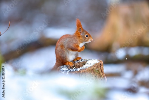 A cute european red squril sits on a snowy tree stump.  Sciurus vulgaris Winter scene with a cute red squirrel. 