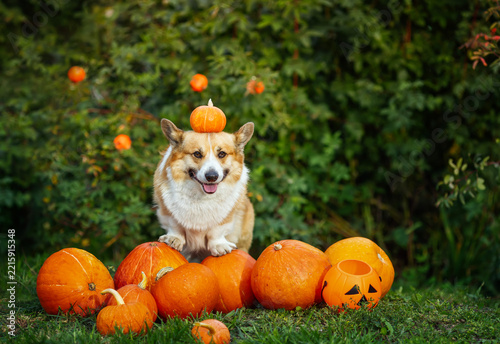 cute Corgi dog sitting among orange pumpkins in the garden during Halloween, ...