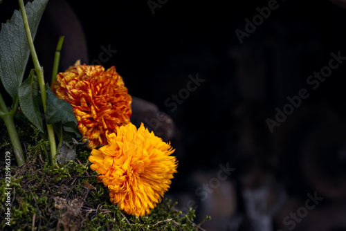 Vibrant marigold flowers resting on a soft bed of moss in a serene setting