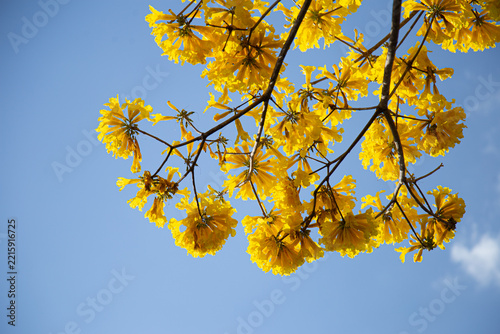 Galhos de ipe amarelo carregado de flores com céu claro ao fundo.