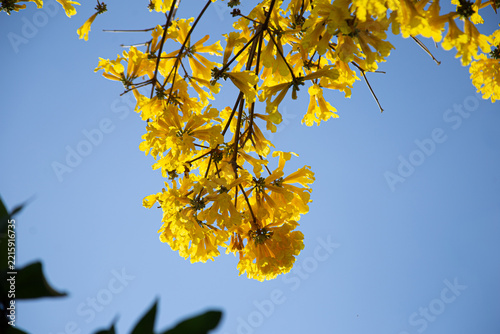 Galhos de ipe amarelo carregado de flores com céu claro ao fundo.