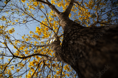Um ipe amarelo fotografado de baixo para cima, com muitos galhos floridos.