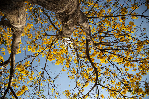 Um ipe amarelo fotografado de baixo para cima, com muitos galhos floridos.