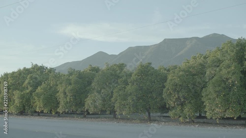 Row of orchard trees along road with mountains under blue sky