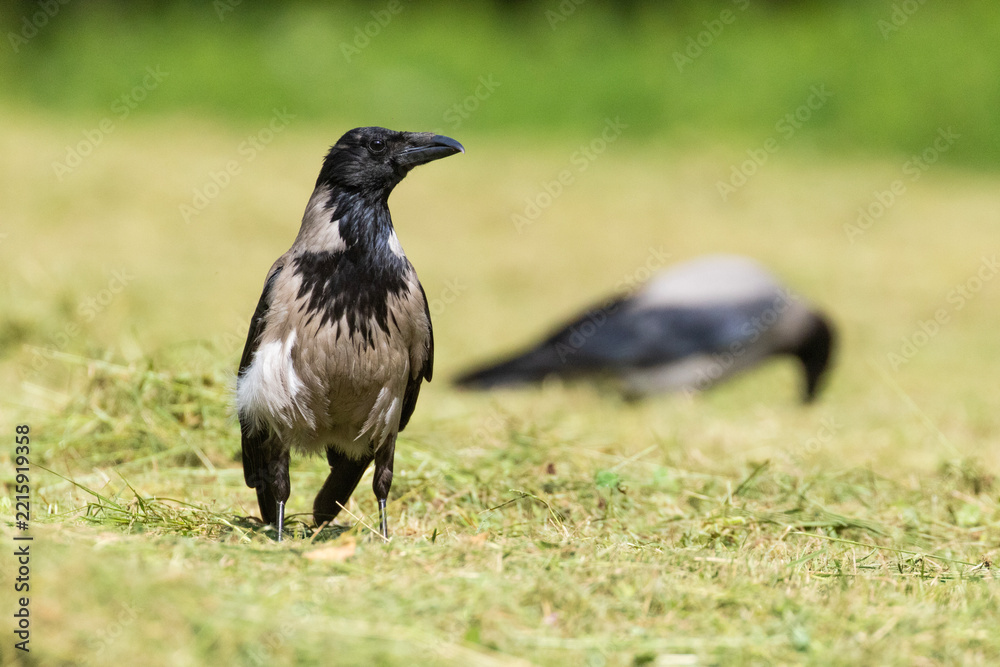 Fototapeta premium Hooded crow (Corvus cornix) in summer