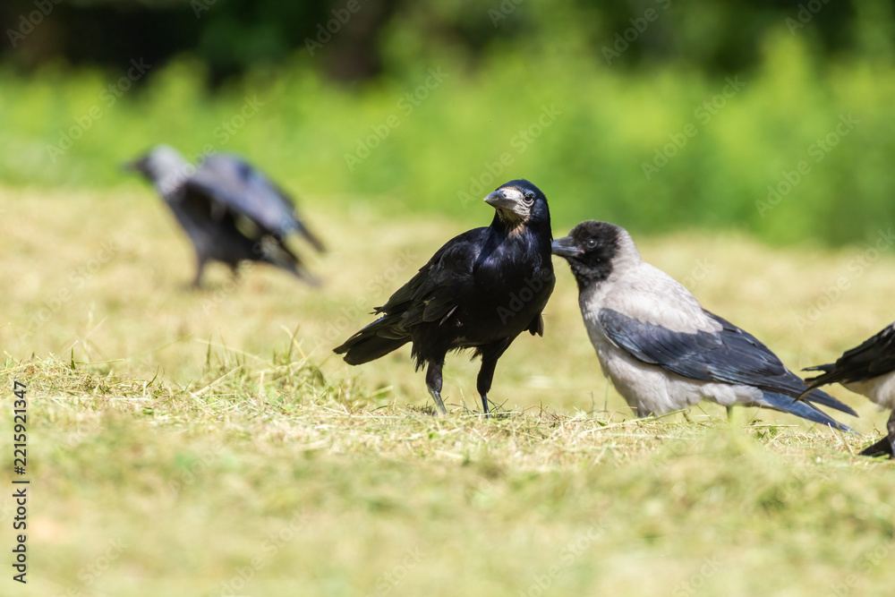 Fototapeta premium Hooded crow (Corvus cornix), Rook (Corvus frugilegus) and western jackdaw (Coloeus monedula)
