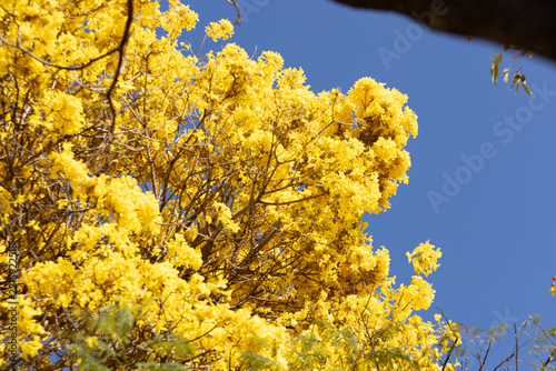 Close up em copo florida de um ipê amarelo com céu azul ao fundo.